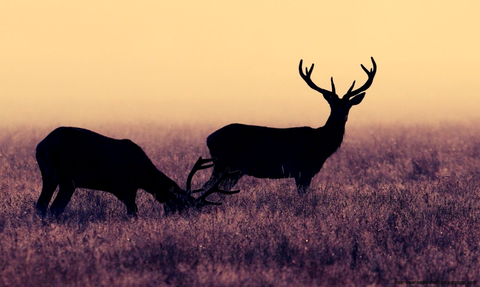 Fonds décran Cerf tous les wallpapers Cerf Fonds décran Cerf tous les wallpapers Cerf