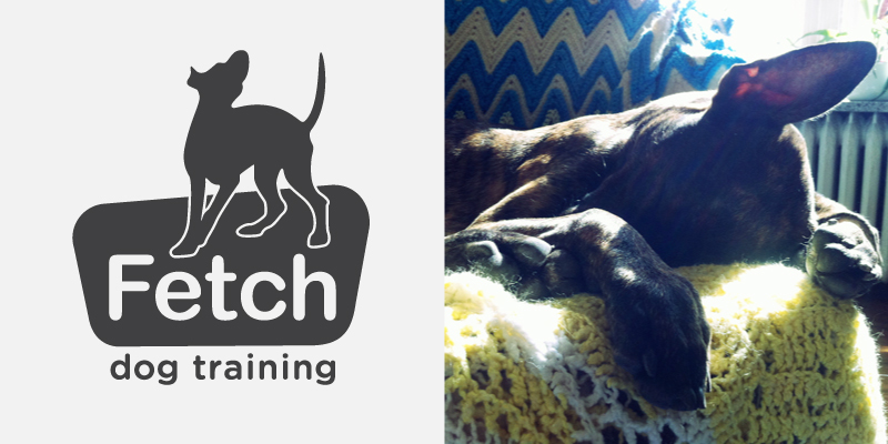 Fetch Dog Training Blog