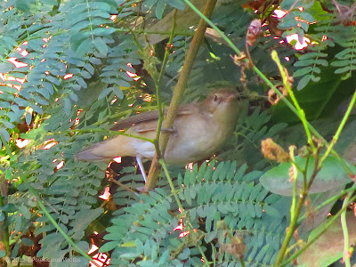 A bird between the branches of a tree A bird between the branches of a tree