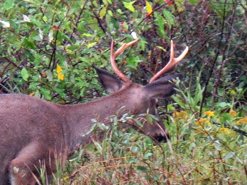 whitetail buck