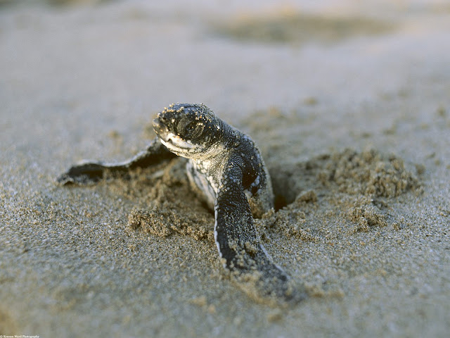 صور حيوانات رائعة جدا First+Break%252C+Leatherback+Turtle%252C+Costa+Rica