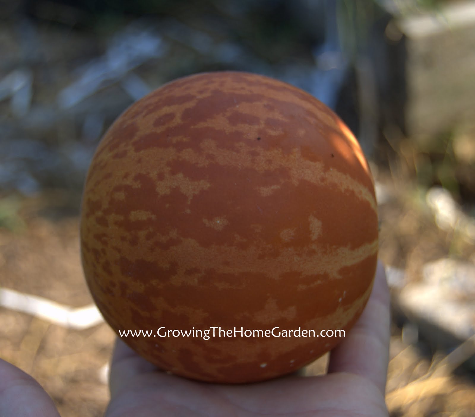 'Tigger' Melon Light and Sweet Growing The Home Garden