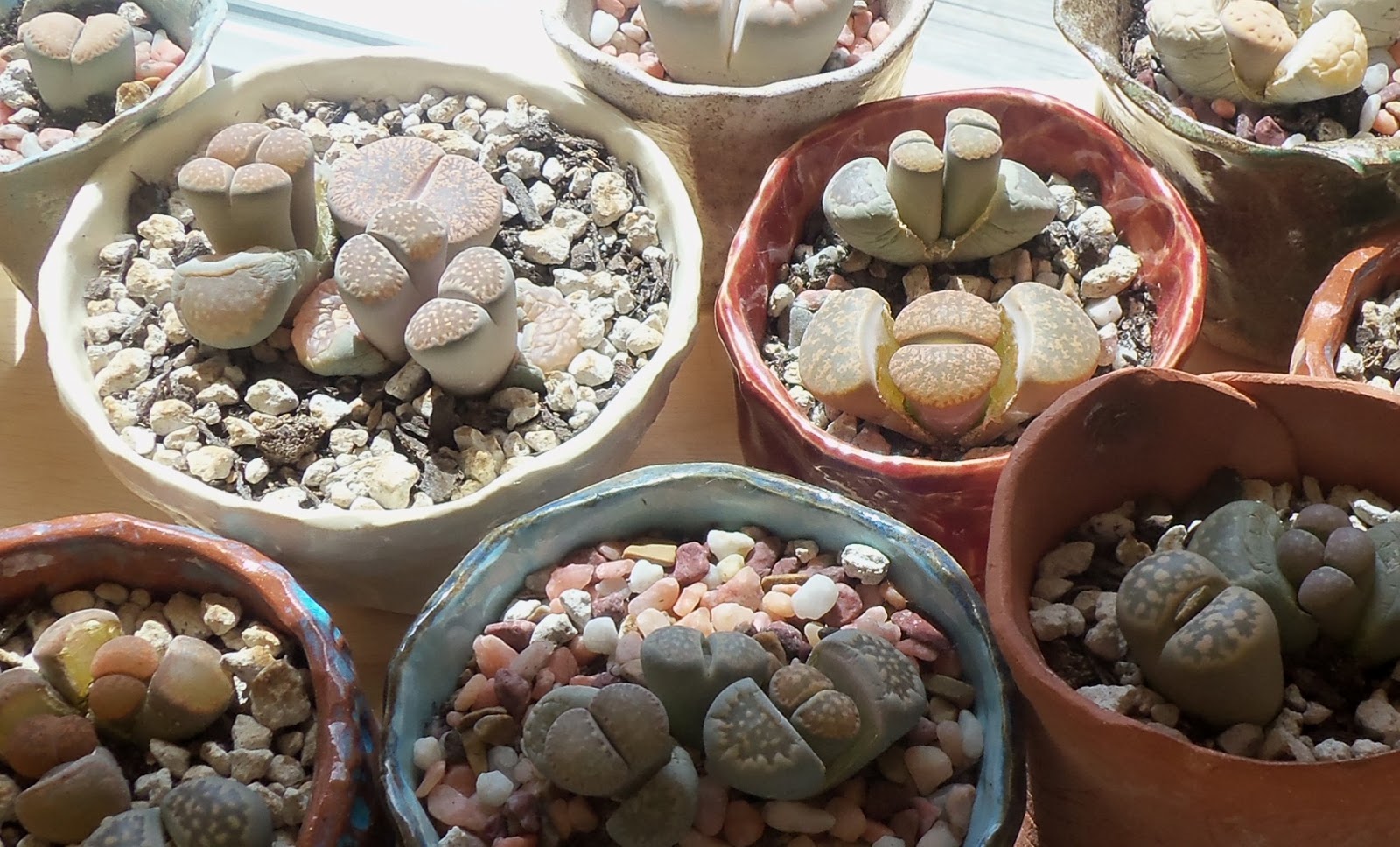My Life Among the Lithops (and Other Strange Plants) A