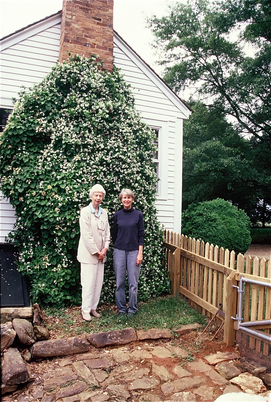 Town Country Gardens Spiraea Thunbergii Thunberg S