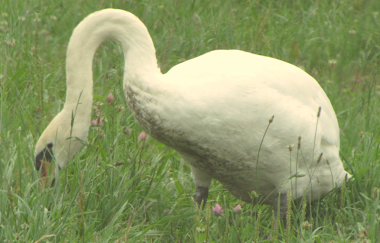 Goose in Need of a Chiropractor!