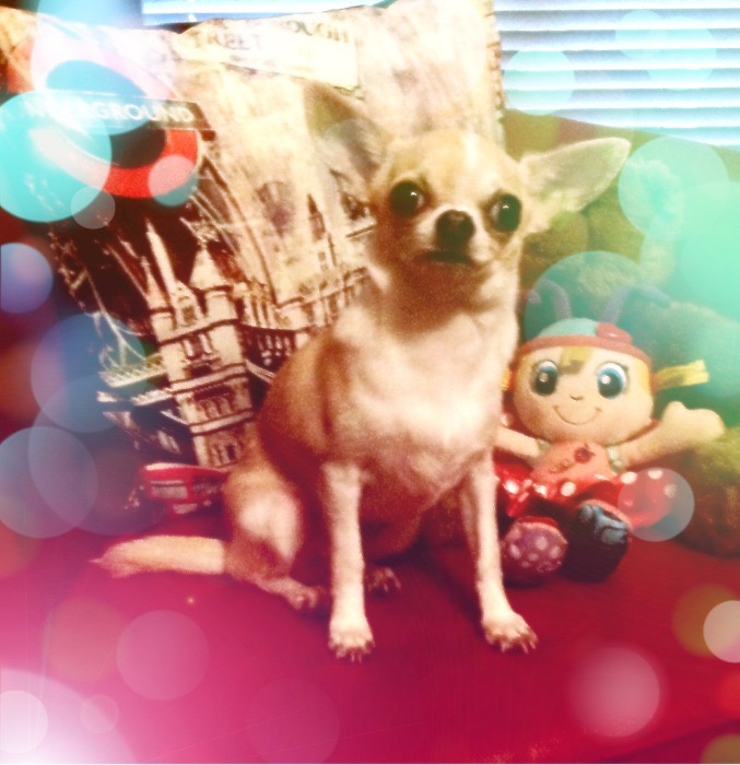 chihuahua good and bad