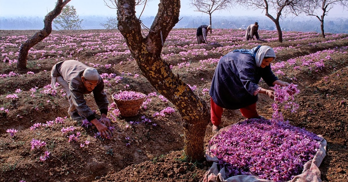 HOW TO GROW SAFFRON The Garden of Eaden