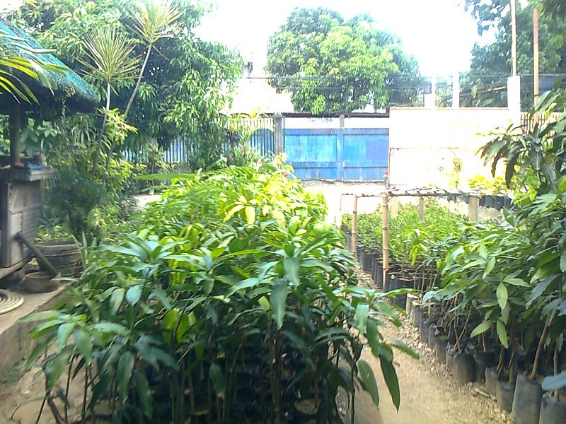 Mango - murickenscom