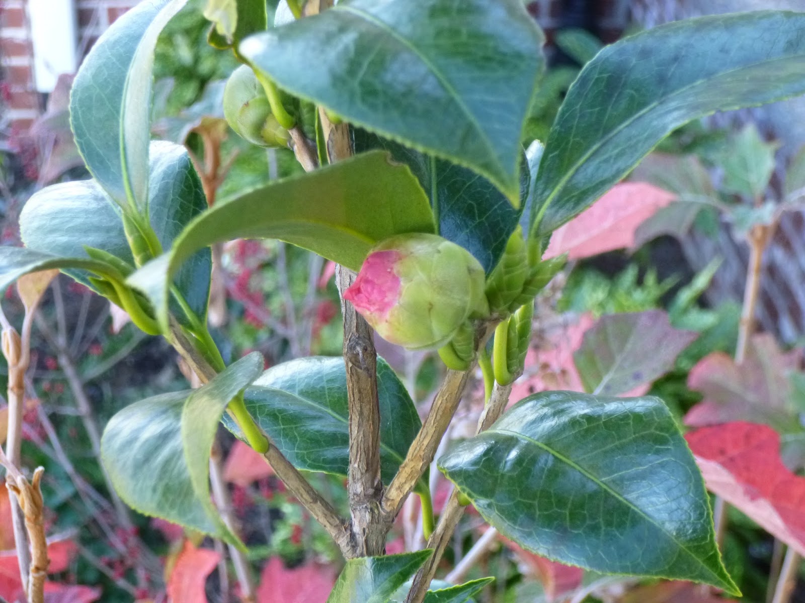 Roses Du Jardin Cheneland Hydrangea Paniculata Phantom