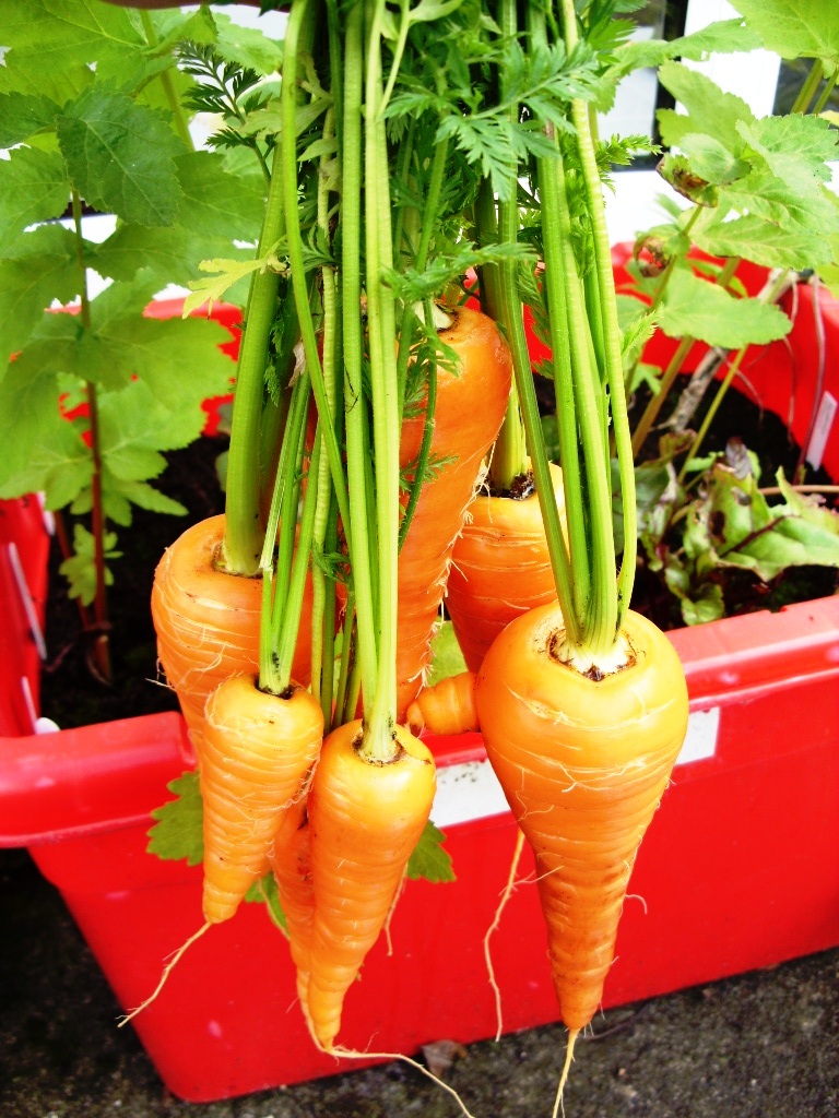 Carrots Types