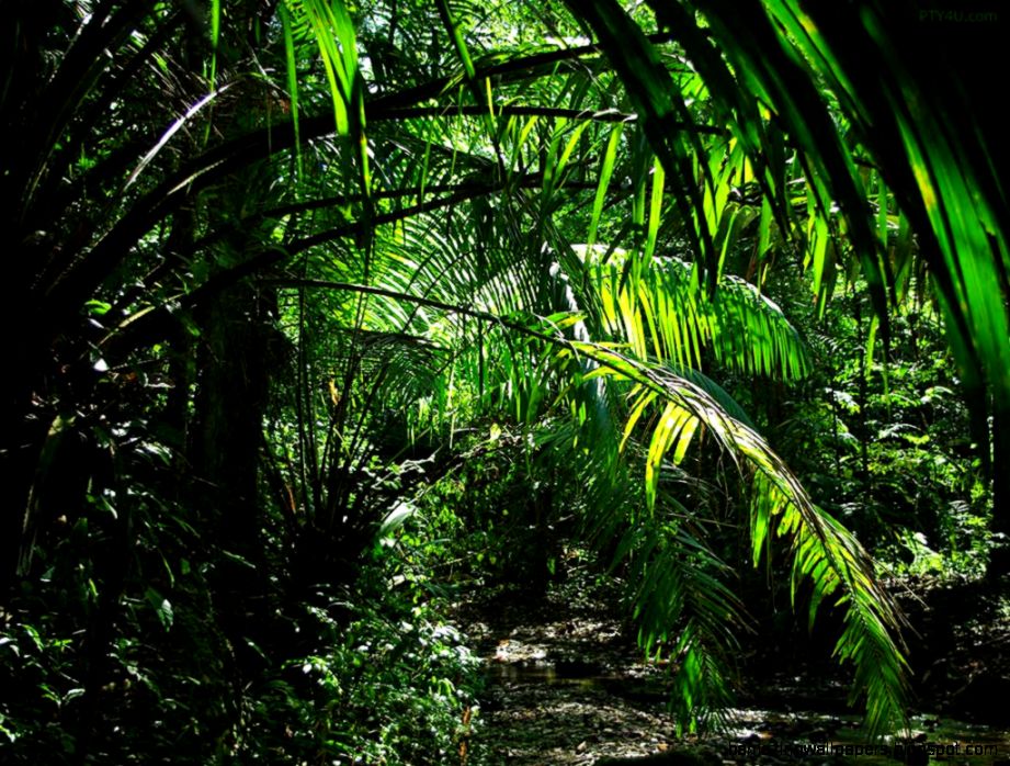 off the map on Pinterest Jungles Jungle Animals and Maps off the map on Pinterest Jungles Jungle Animals and Maps