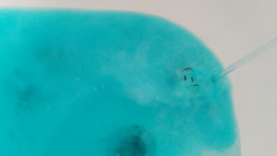 Lush Big Blue Bath Bomb In Bath