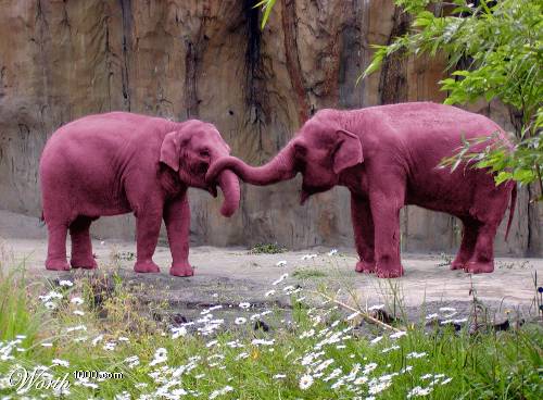 pink-elephants.jpg