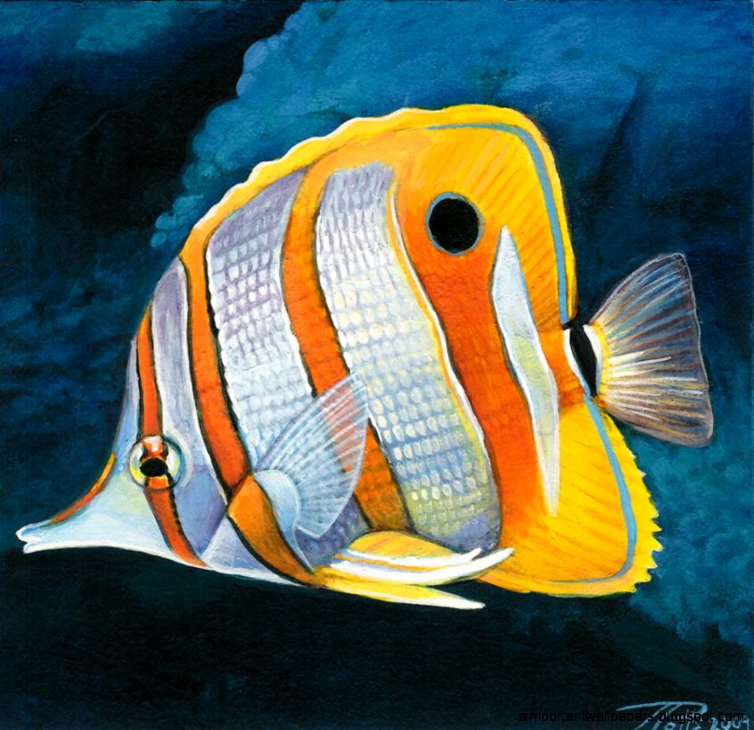 Copper Banded Butterfly Copperband Butterflyfish Copperband Copper Banded Butterfly Copperband Butterflyfish Copperband