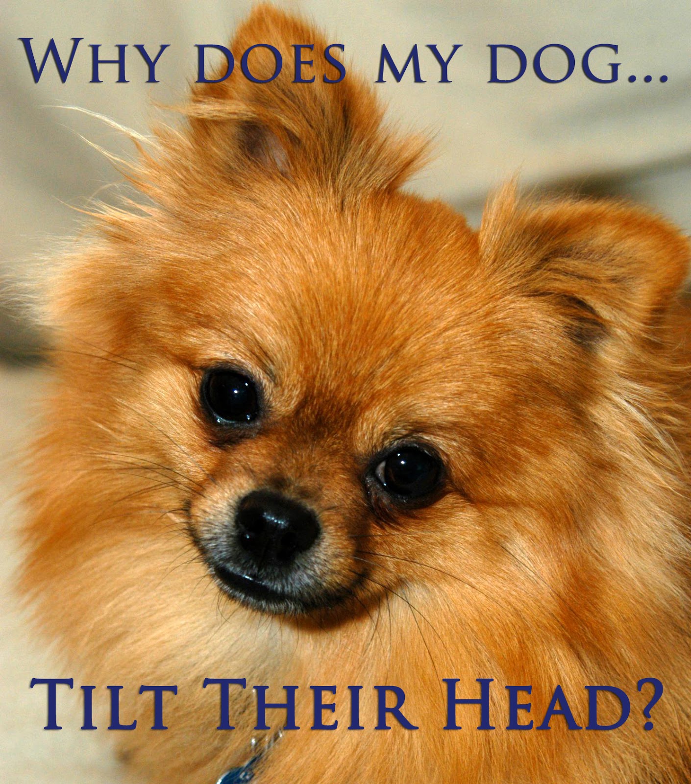 If They Could Talk Why Does My Dog Tilt Their Head to Listen?