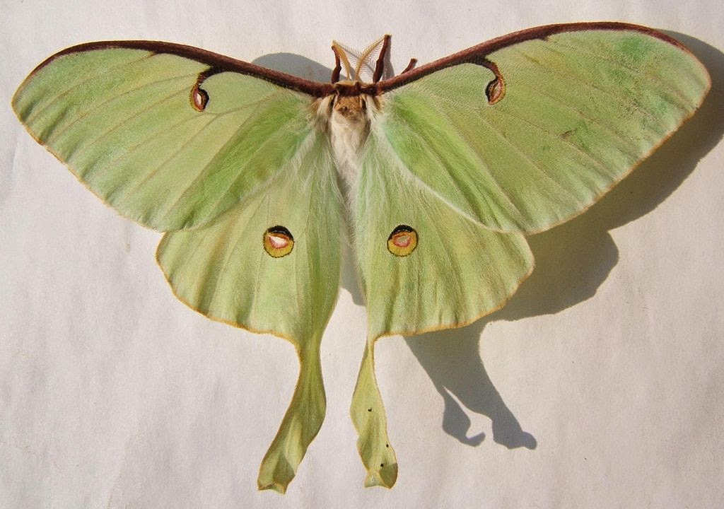 Crushing myths, pinning down facts about insects