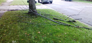 fallen branch