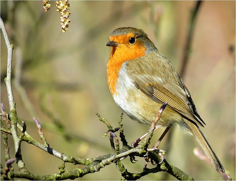 Compact Camera, Best Photo of the Day in Emphoka by Stu Oliver, Canon PowerShot SX40 HS, https://flic.kr/p/moZ9N9 Compact Camera, Best Photo of the Day in Emphoka by Stu Oliver, Canon PowerShot SX40 HS, https://flic.kr/p/moZ9N9