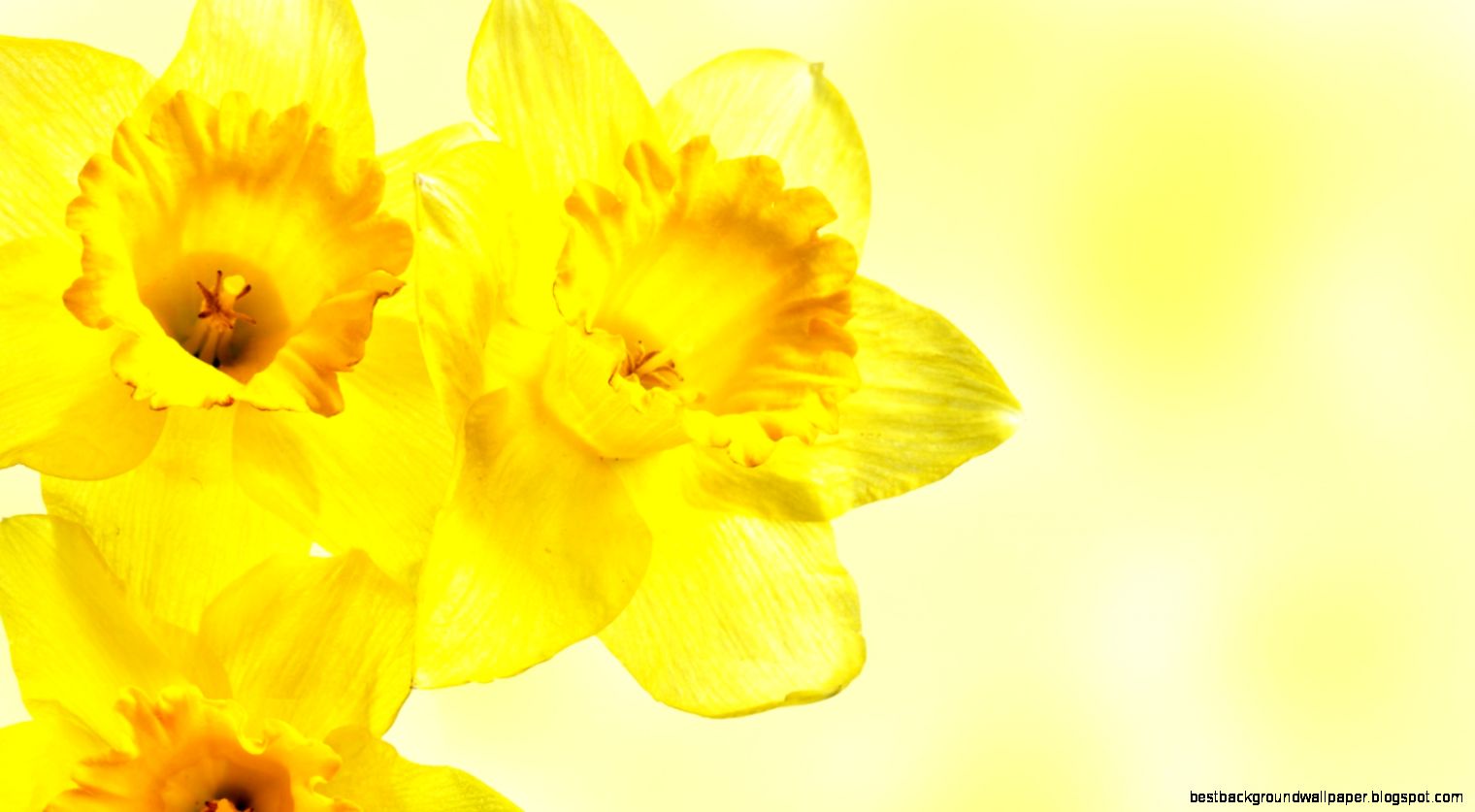 yellow flowers images yellow flowers images