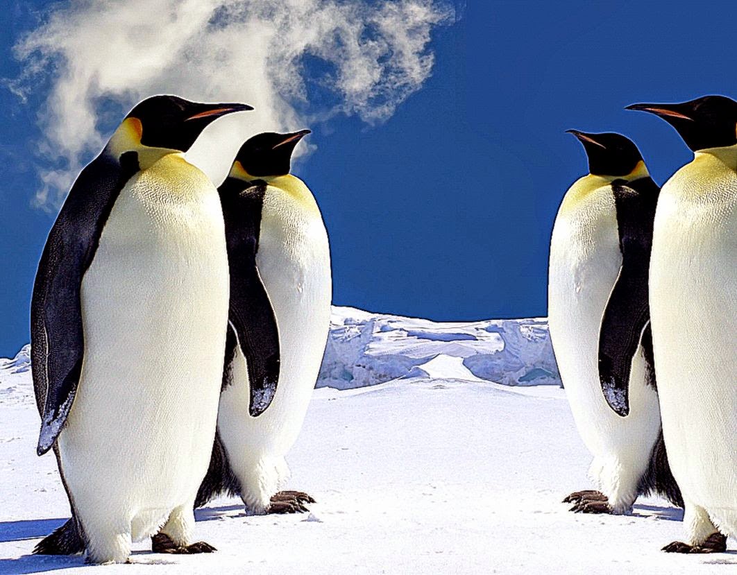 Download Wallpaper 1280x1024 penguins antarctica snow ice Download Wallpaper 1280x1024 penguins antarctica snow ice