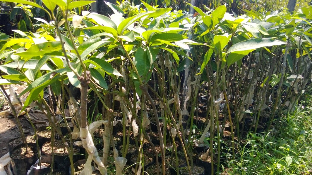 bibit tanaman murah januari 2014 bibit tanaman murah januari 2014