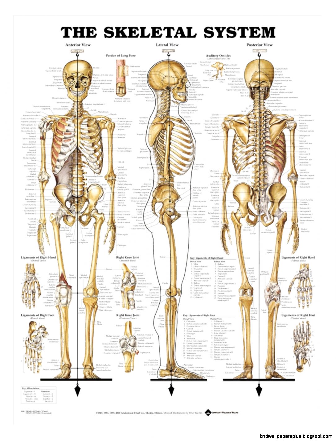 Anatomy Charts Health Charts AnatomyStuff Anatomy Charts Health Charts AnatomyStuff