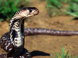 Snakes Wallpapers