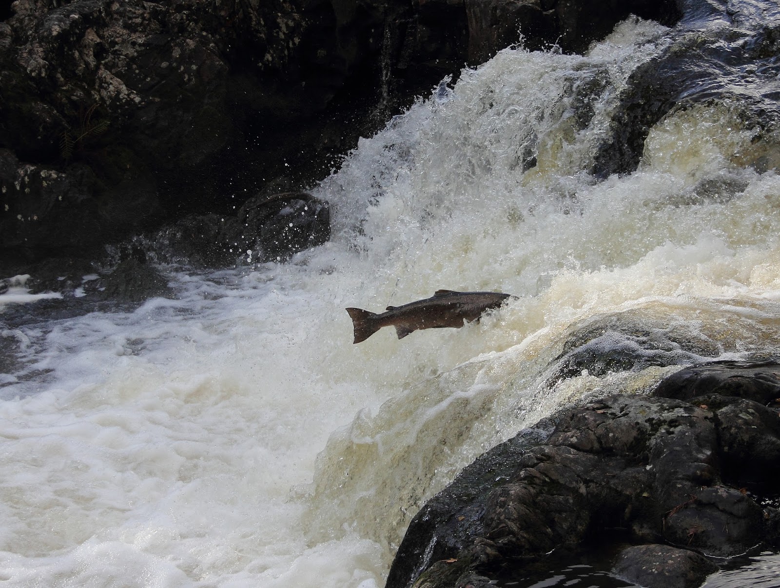 That Hideous Man Lochs, Rivers, Bridges and Leaping Salmon The