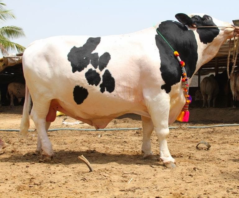 All 4u HD Wallpaper Free Download : Bakra Eid Cow Qurbani Wallpapers