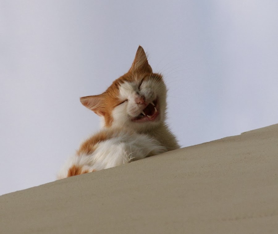 20 Hilarious Cats Laughing at You Best Photography, Art, Landscapes and Animal Photography
