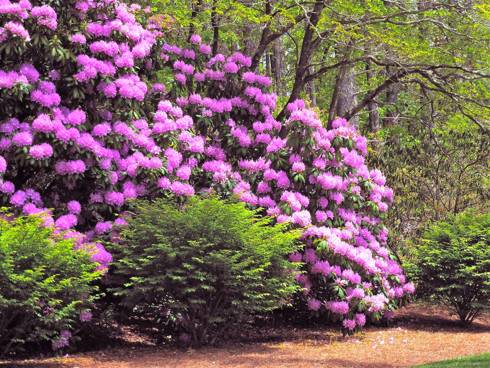 Seeing Rhododendrons Through Rose Colored Glasses The Dirt Diaries
