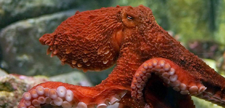 AVEEK- Blogs: Giant Pacific Octopus