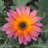 I picked a flower for you...