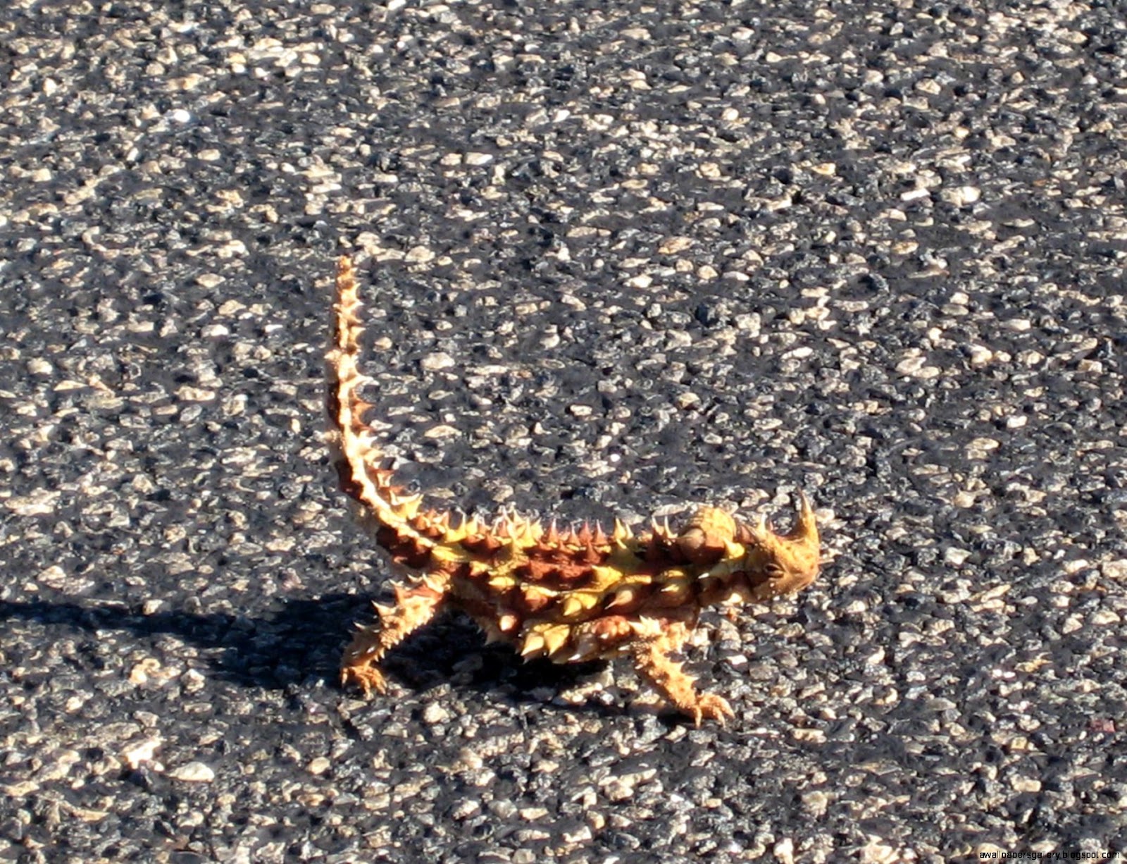 Thorny Devil Thorny Devil