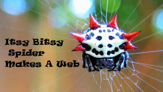 Spiny Orb Weaver Spider 