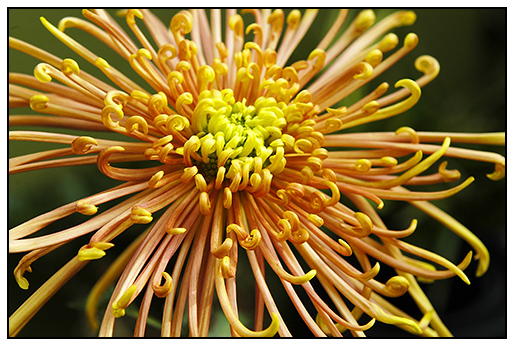 Chrysanthemum Varieties Related Keywords amp; Suggestions  Chrysanthemum 