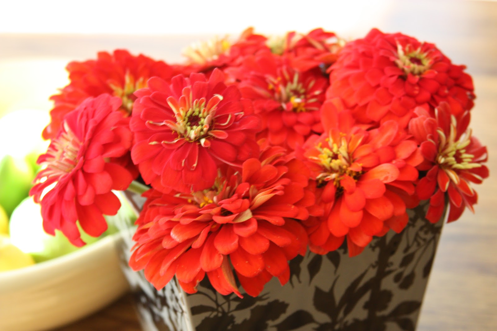 42 zinnia plants for under 2.00 potting up seedlings