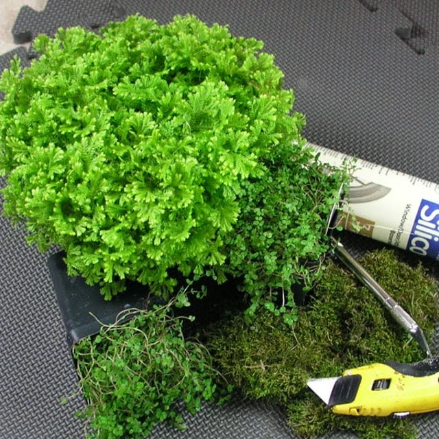 Do It Yourself Ideas And Projects Diy Moss Shower Mat