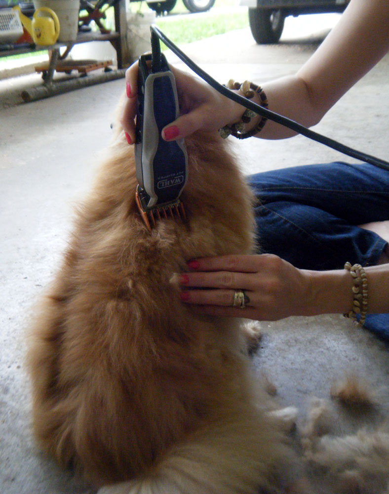 Pomeranian Shave Pomeranian Shave