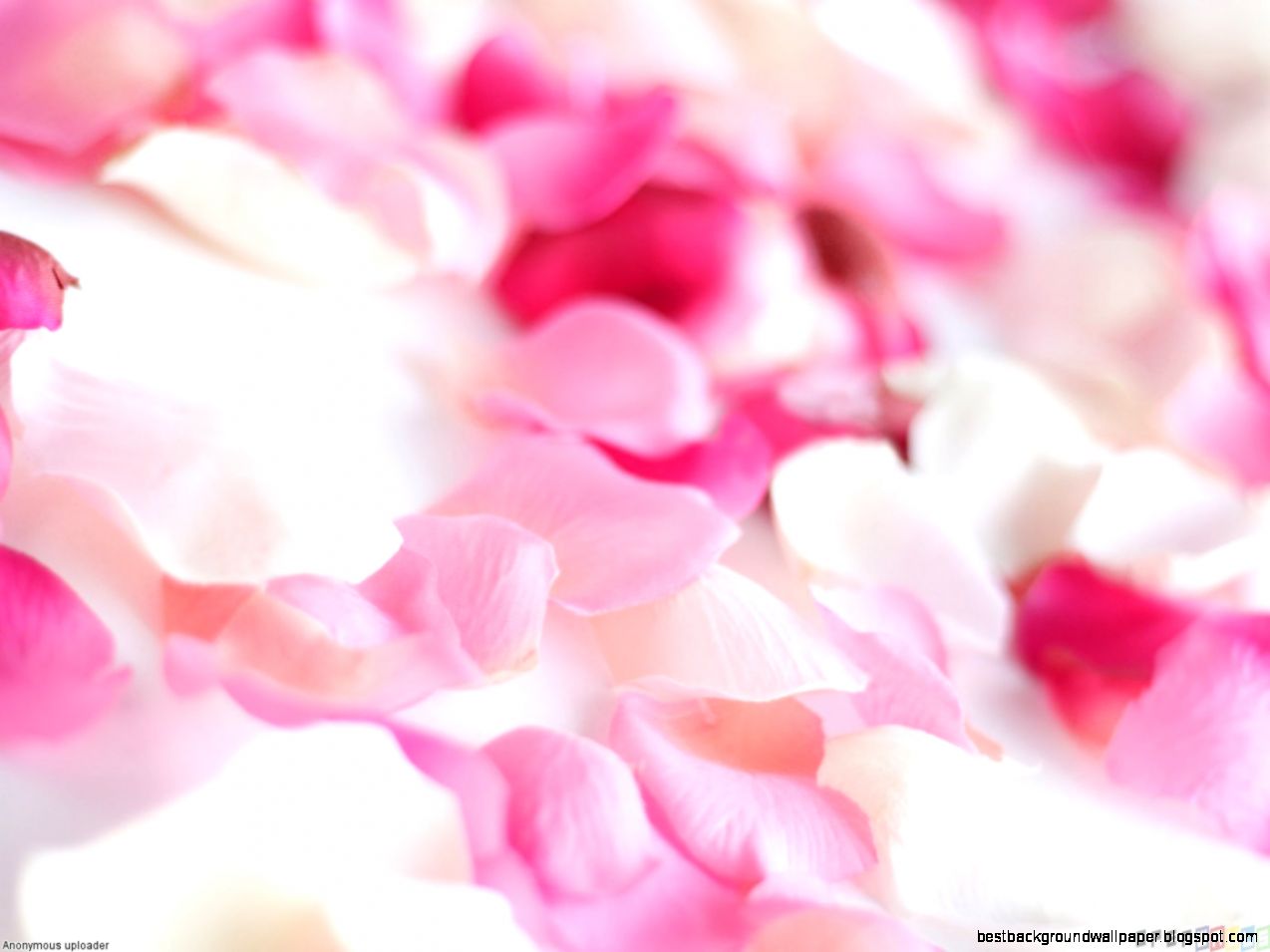 Rose Petals Wallpaper  RTJsjG Rose Petals Wallpaper  RTJsjG