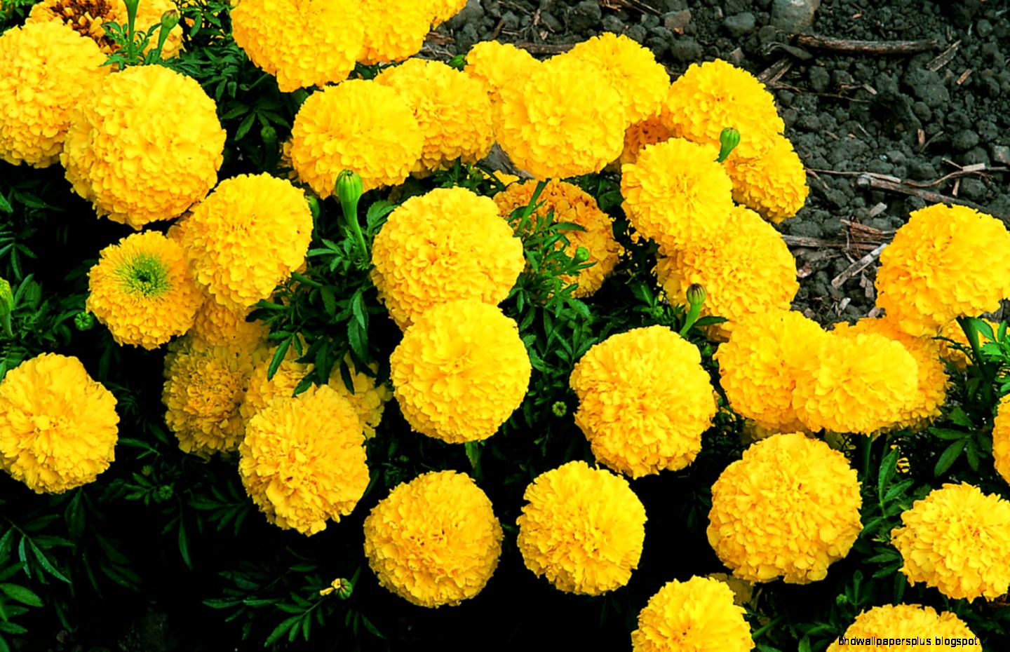 Yellow Marigold Flower Seeds Pack 50 Seeds Easy Gardening Yellow Marigold Flower Seeds Pack 50 Seeds Easy Gardening