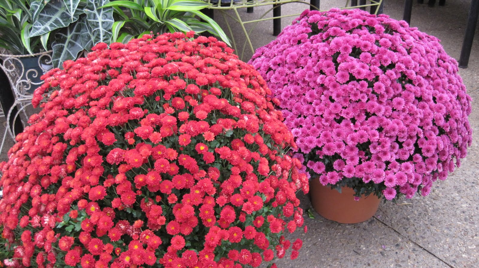 Hardy Mums Are Here Waukesha Floral & Greenhouse