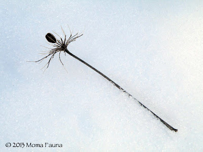 Someone's Late Winter Wand. Oh, how this strange light & snow draw they eye to places unnoticed.  