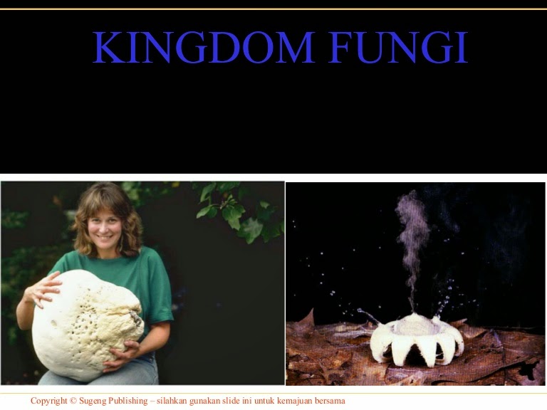Penjelasan & Ciri kingdom fungi biologi X MIFTAH 007