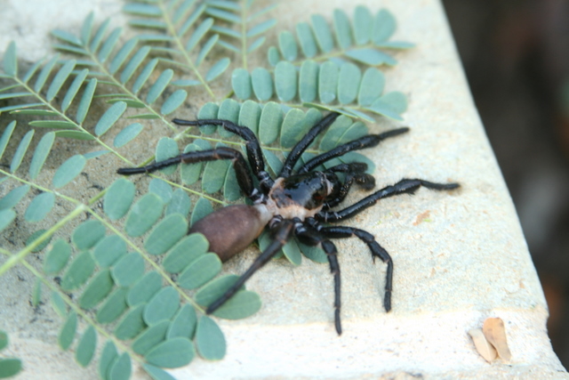 Bexar County Entomology Trapdoor Spiders Make An Appearance