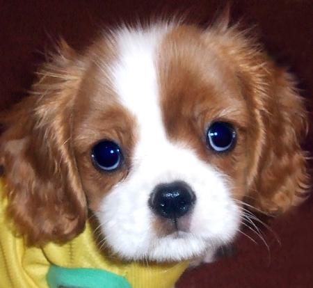 Cute Puppy Dogs: king charles spaniel puppies