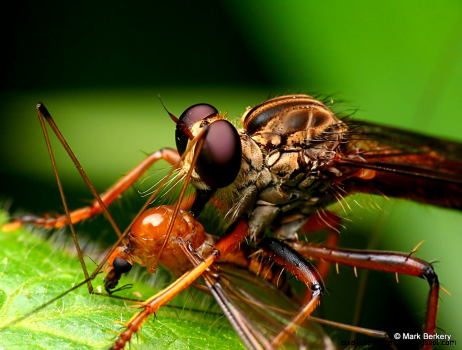 There39s a game in that Rainforest insects macro photographs There39s a game in that Rainforest insects macro photographs