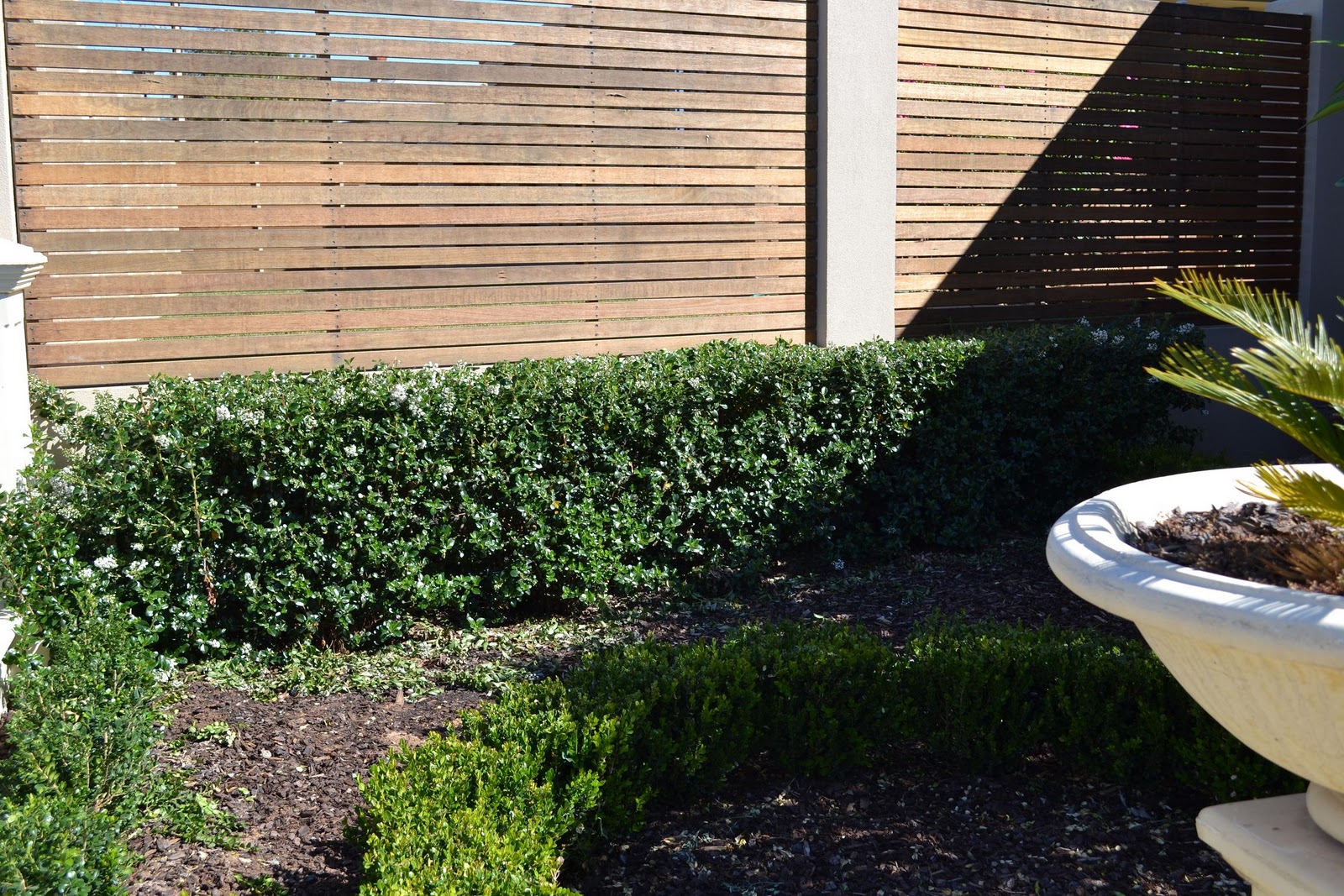 Future Plants By Randy Stewart Escallonia