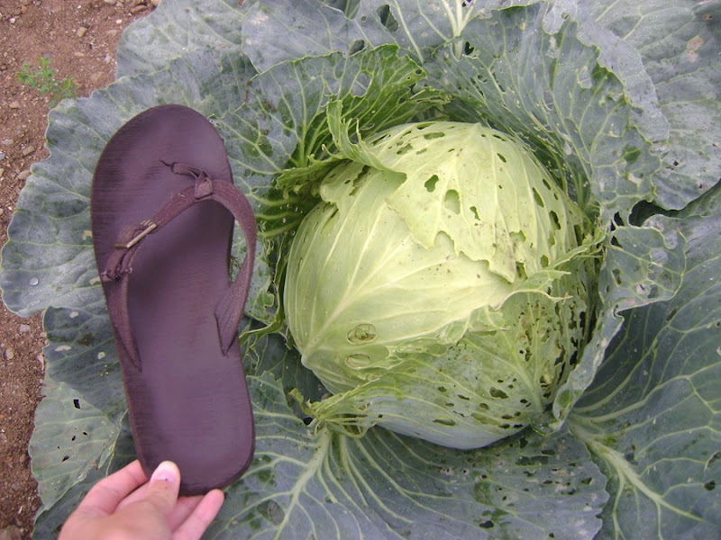 Huge Cabbage