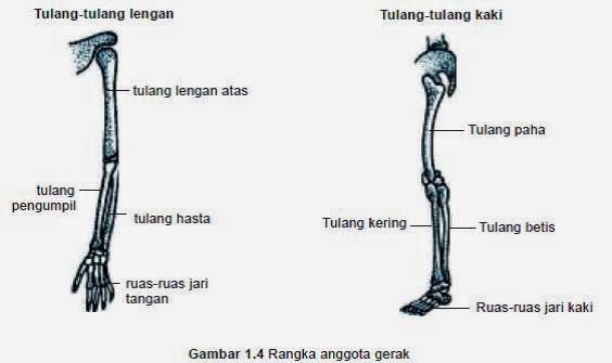 Ayo Kita Belajar Struktur Kerangka Manusia